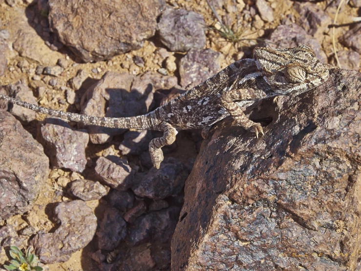 the lizard is sitting on the rocks and gazing