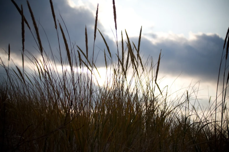 some tall grass and a sky with clouds