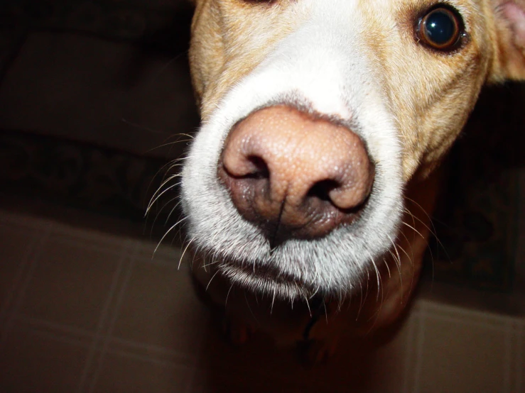 a brown dog that is standing up with its eyes wide open