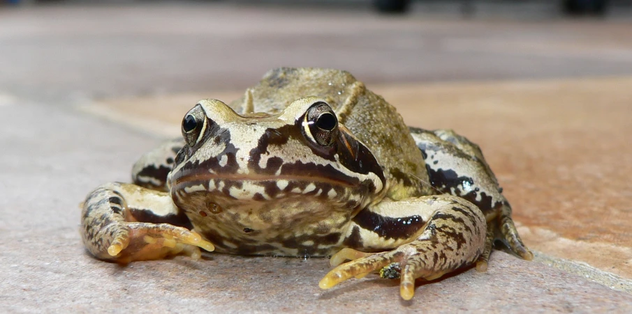 a small frog sitting on the ground