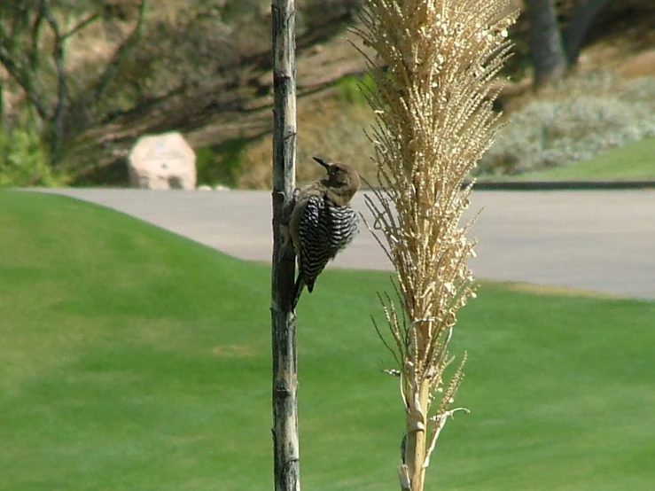 bird perched on tall, tree - like plant in a golf course