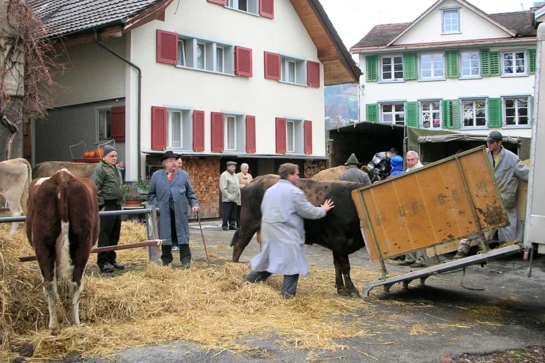 a person carrying a box through a farm with cows