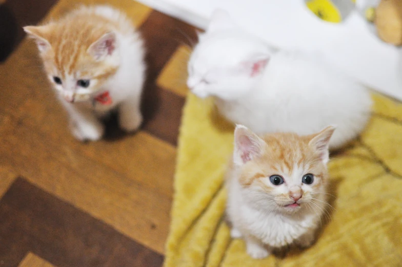 there is a kitten standing on a blanket next to other cats