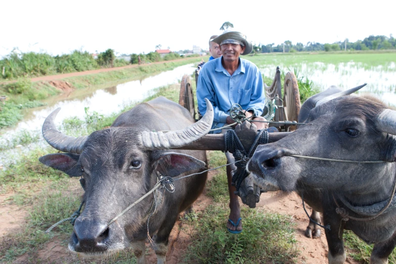 a man in a blue shirt standing next to two water buffalo