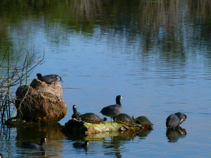 some very cute birds by some big rocks in the water