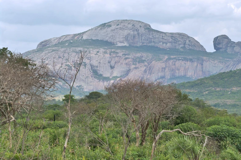 a grassy area with trees and mountain in background