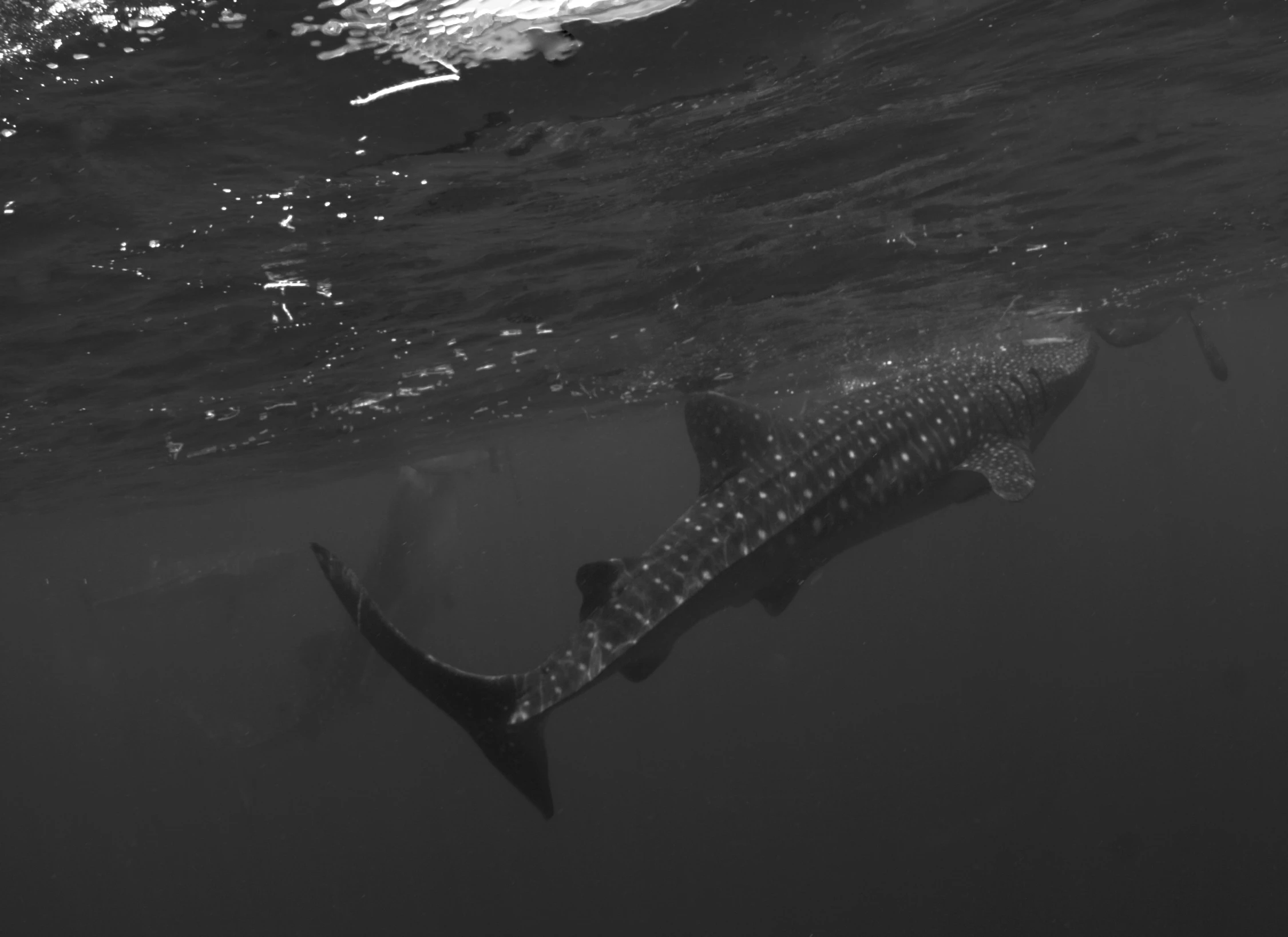 an underwater po of a spotted whale swims in the water