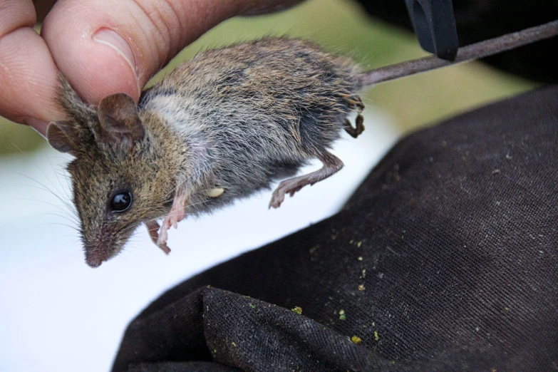 a person holds up a mouse with two legs