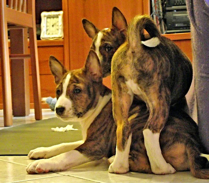 two dogs are sitting and looking off to the side