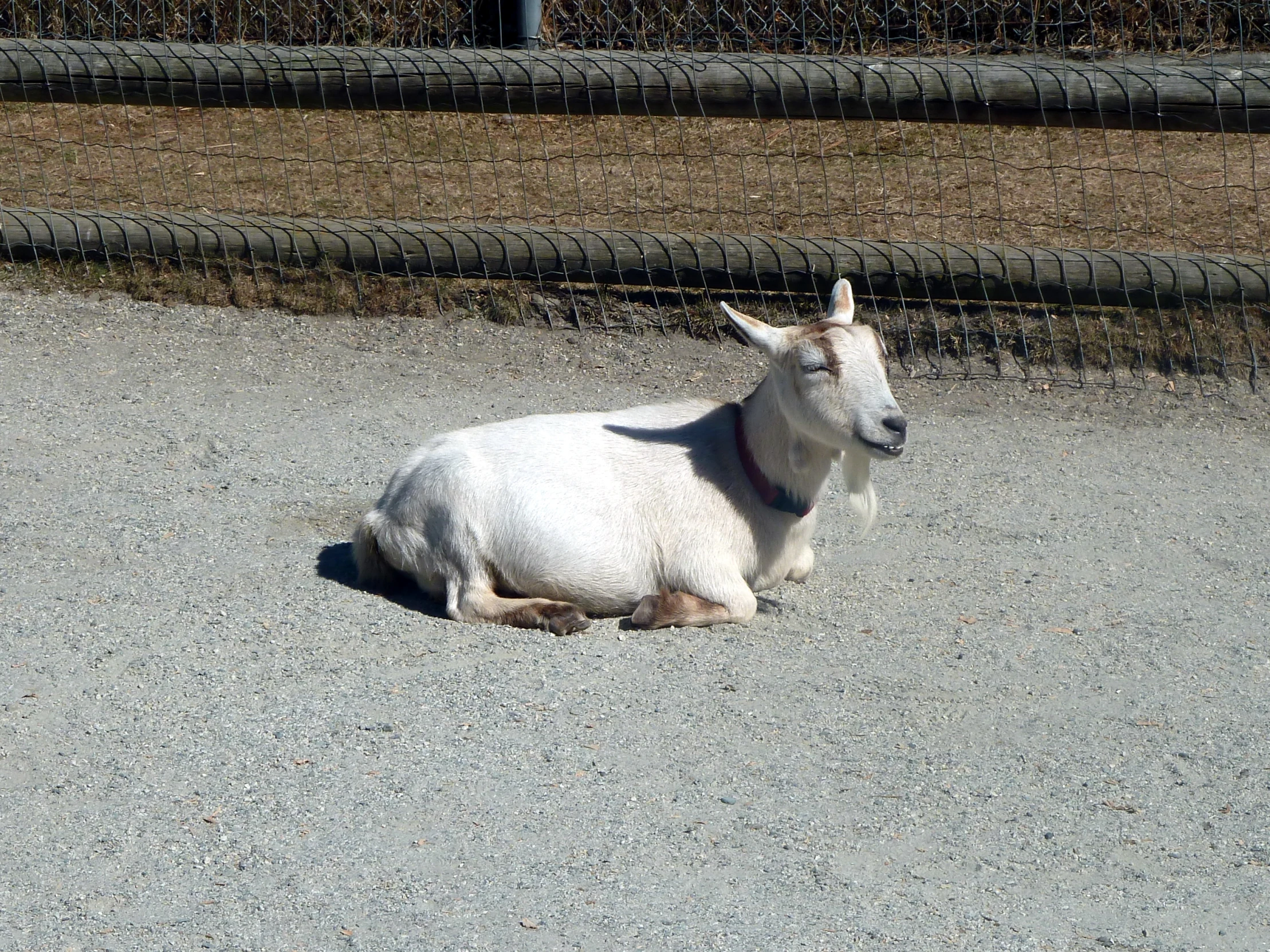 a small white animal laying on the concrete