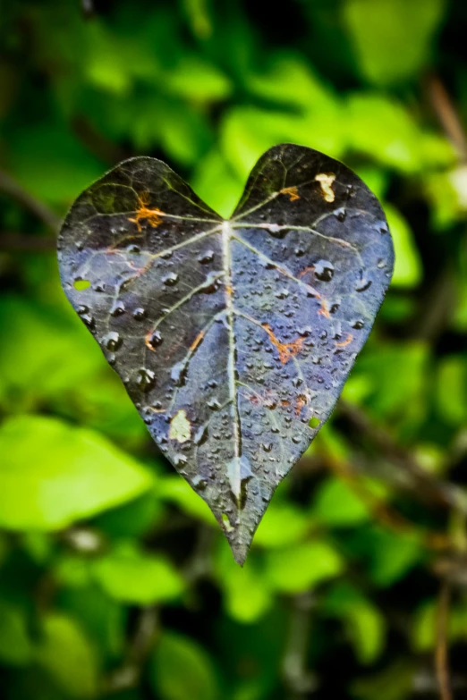 a close up of a leaf that has been placed to form a heart