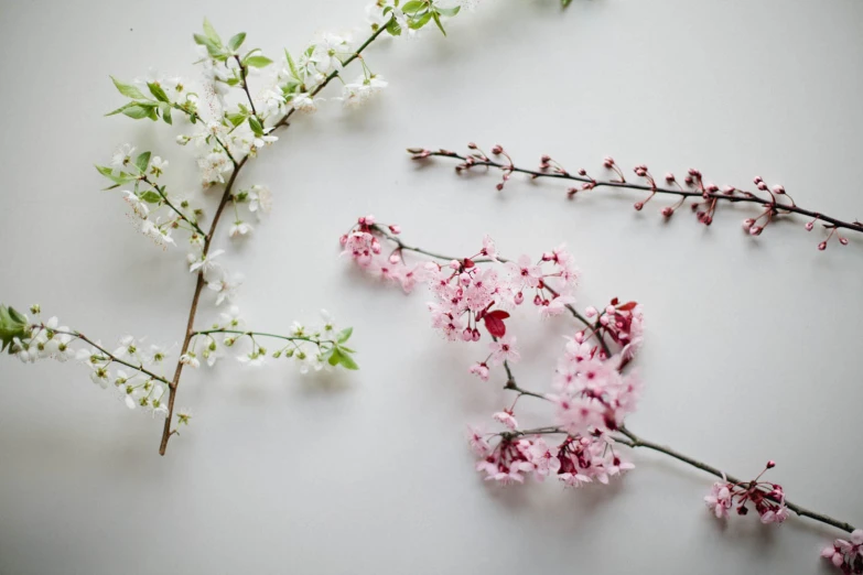 a couple of pink and white flowers sitting on top of a table