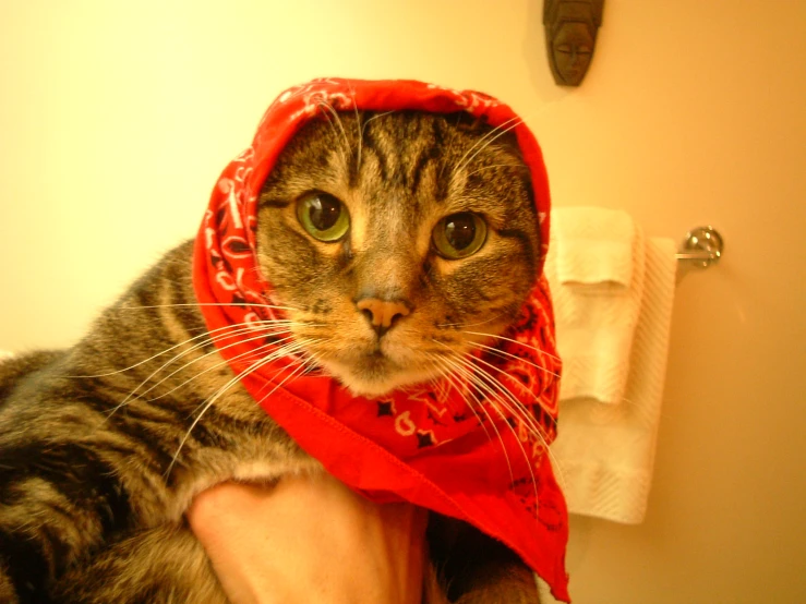 a person is wearing a red scarf with a cat on it