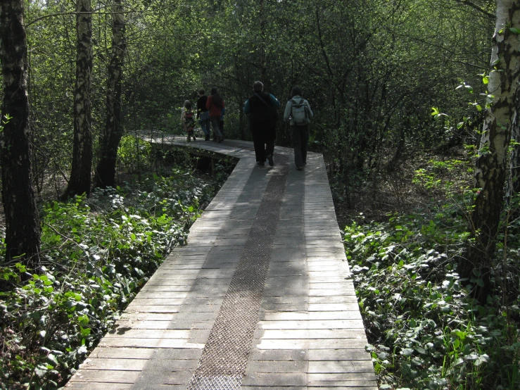 a walk way through the woods to get into the forest