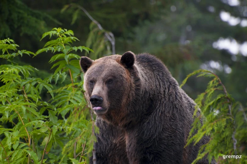 a large brown bear in the woods staring at soing