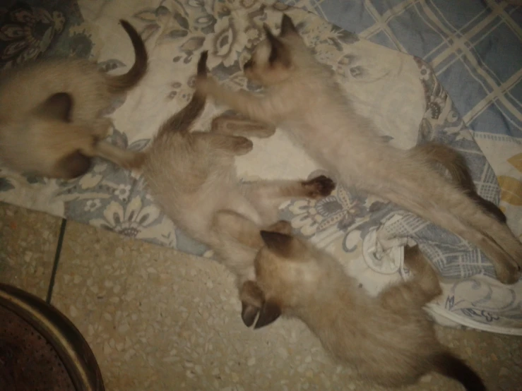 three little kittens on a blanket laying on the floor