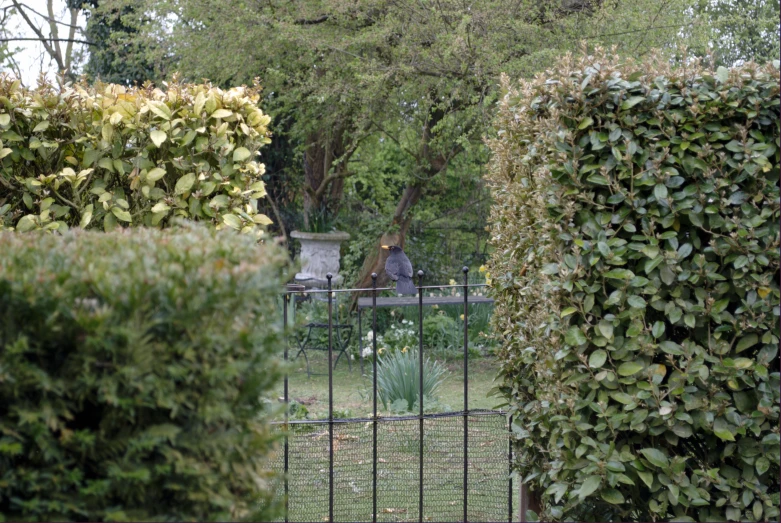 an open gate with green shrubs surrounding it