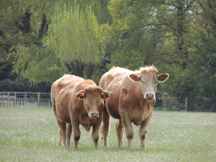 three cows are shown standing in a field