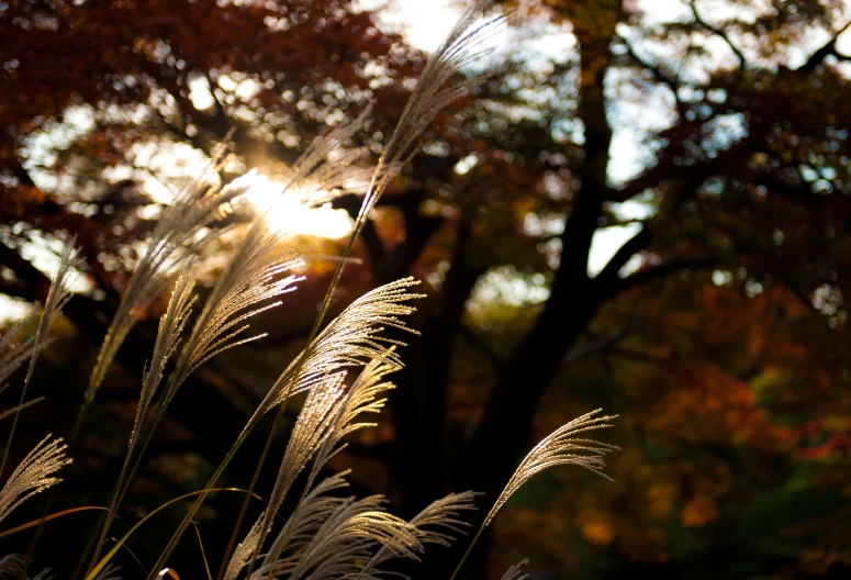 some very pretty tall grasses near some trees