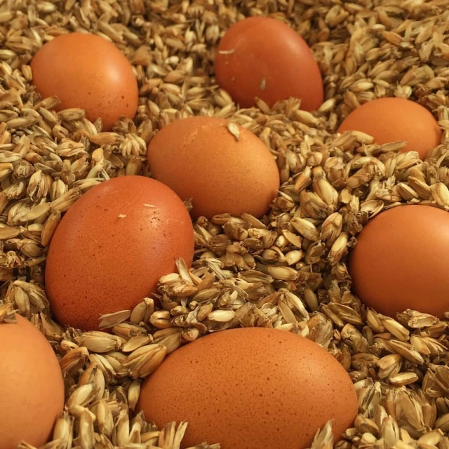 nine eggs in a pile of oatmeal seeds