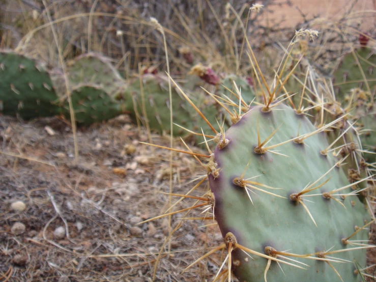 a small green cactus plant in the desert