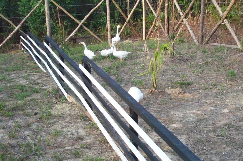 some geese are standing around a black and white fence