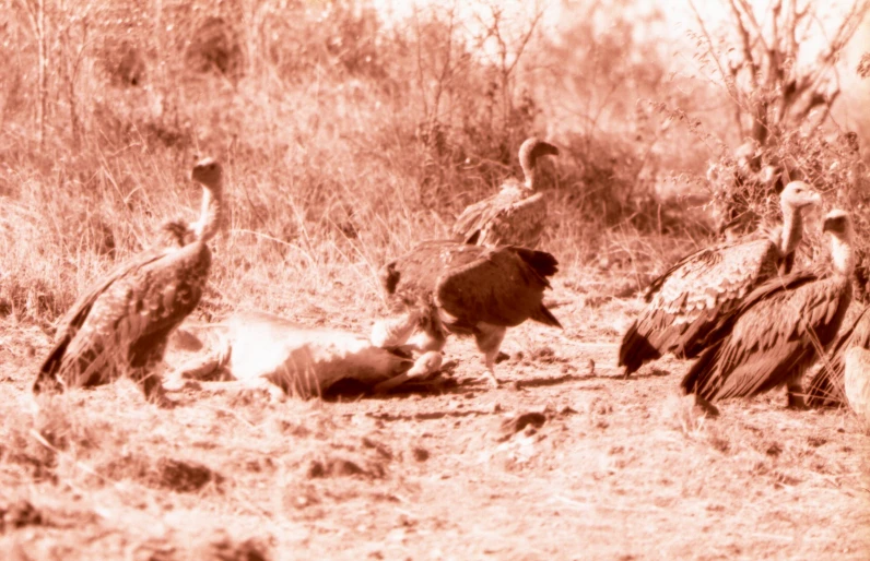 a family of vultures are in a sepia tone po