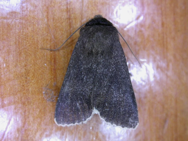 a dark colored insect on top of a table