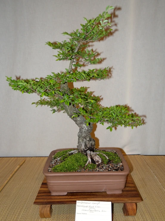 a bonsai tree is displayed on a table