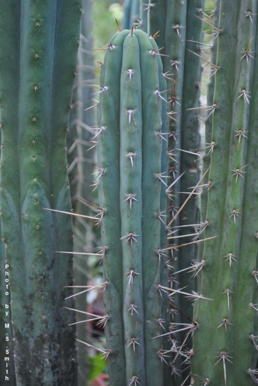 a close up of the spines and spines of a cactus