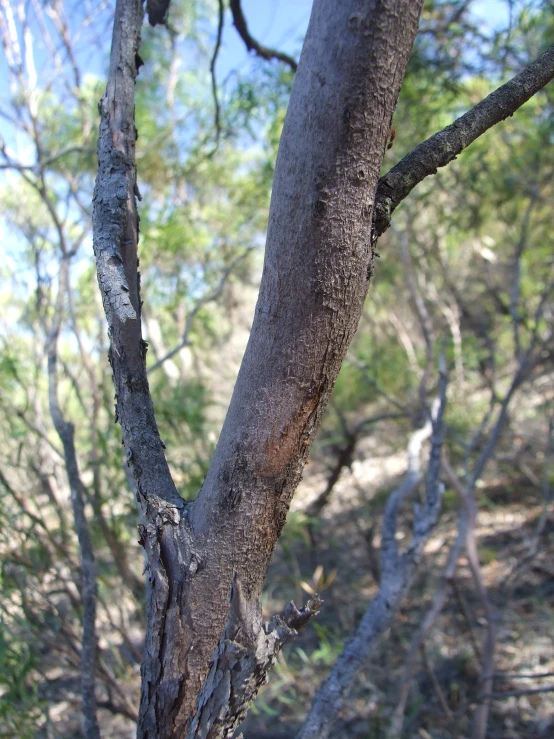 a close up of some kind of tree that is very thin