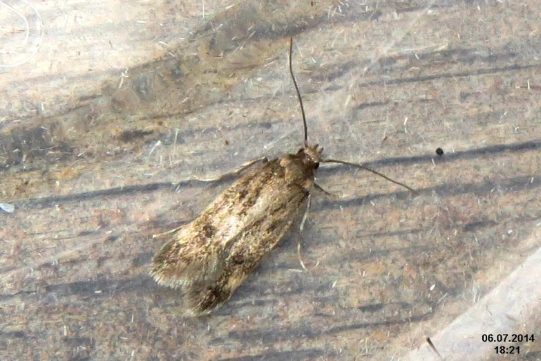 a moth that is on a wet surface