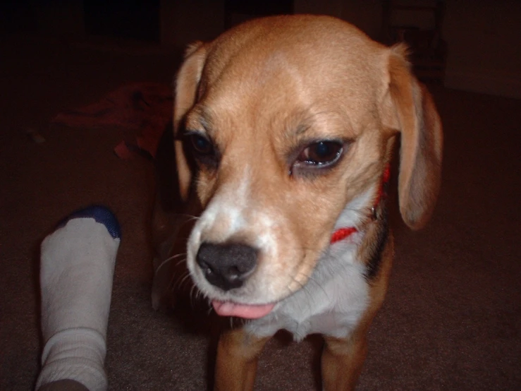 a small brown and white dog standing next to a persons leg