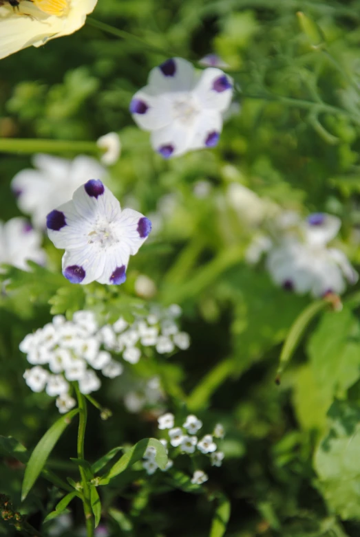 several flowers, one white with purple dots and the other purple