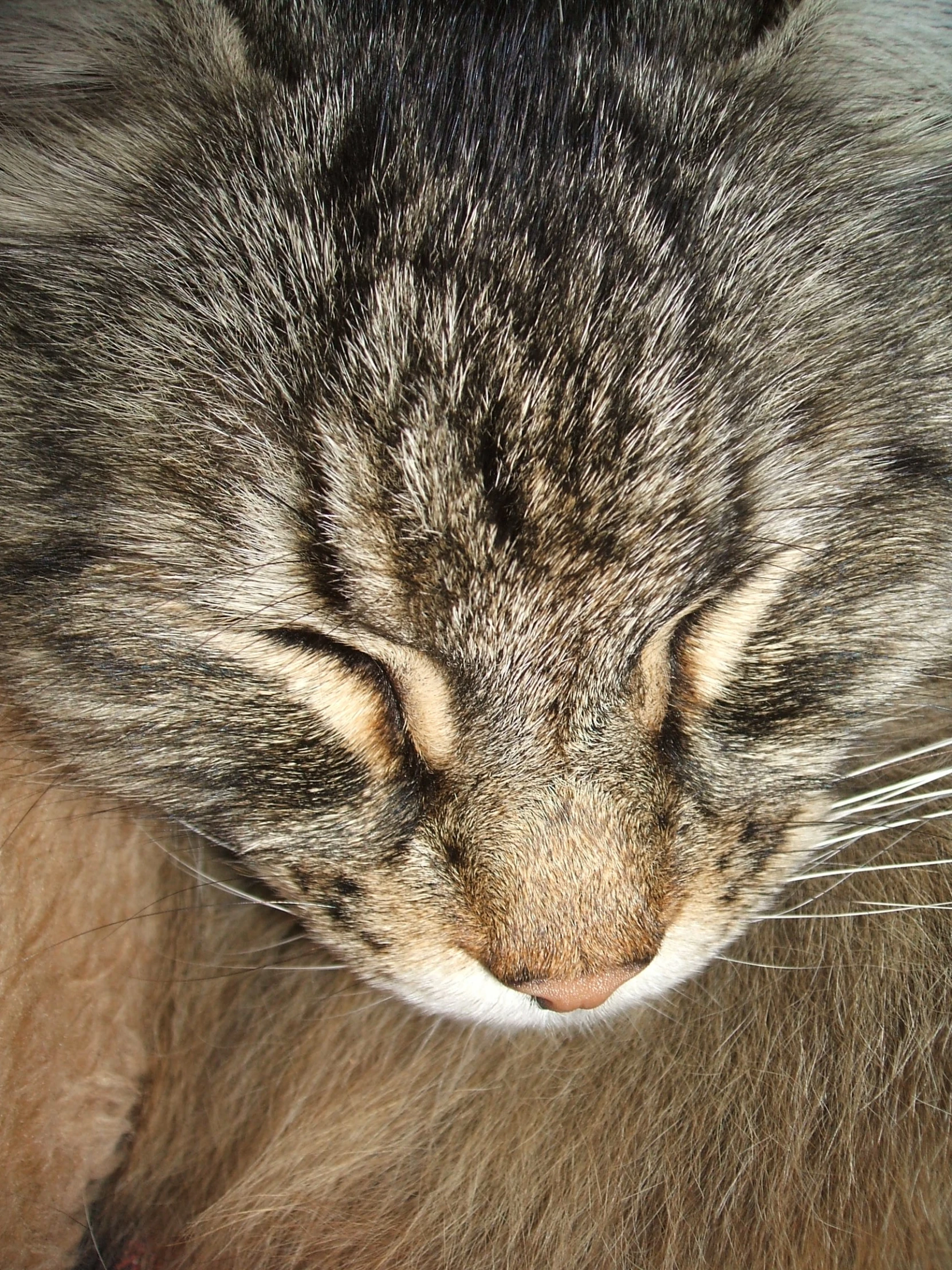 a close up po of a cat with it's eyes closed