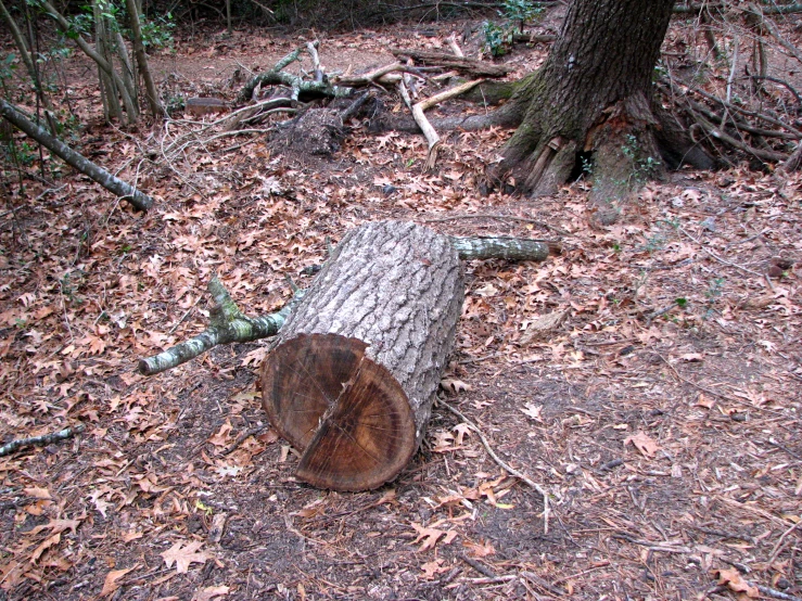 there is a log that has been cut down