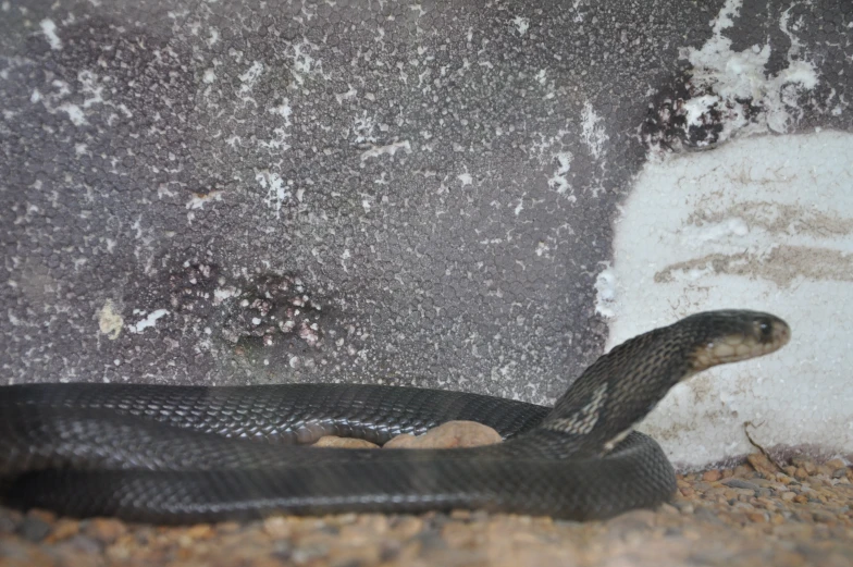 a snake is curled up and laying down