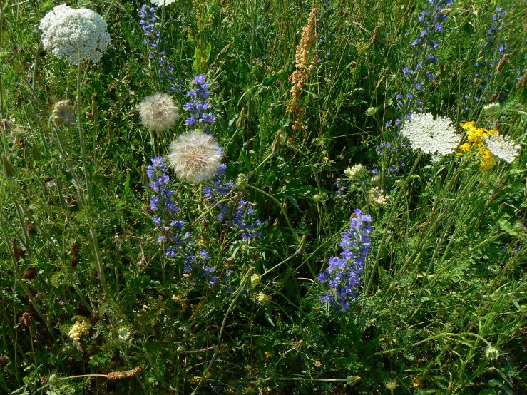 there is a bunch of flowers growing in this grass field