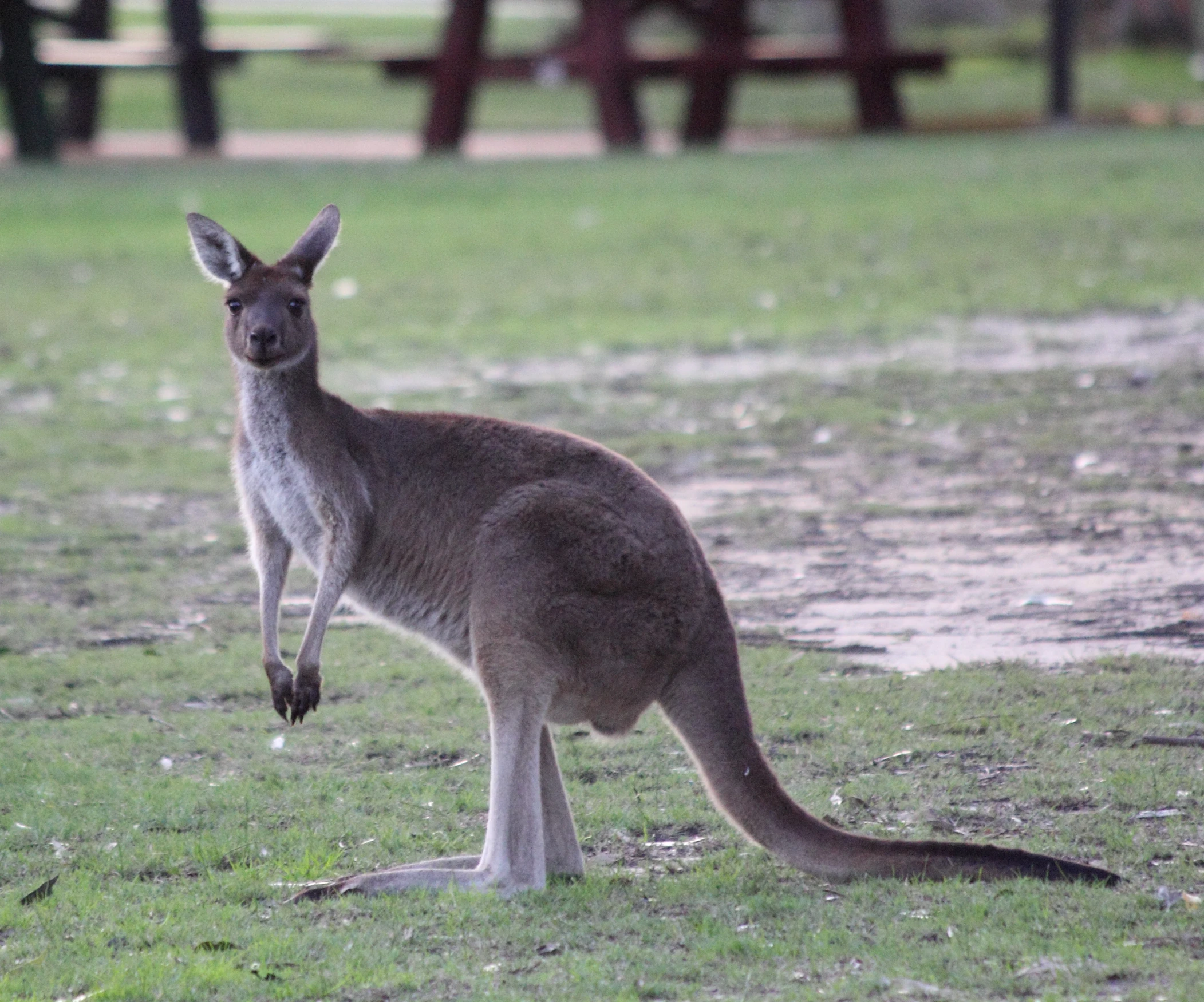 the kangaroo stands with its paws up in the air