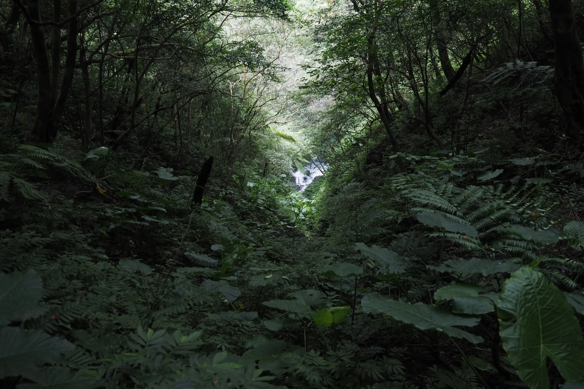 a path in the middle of some trees