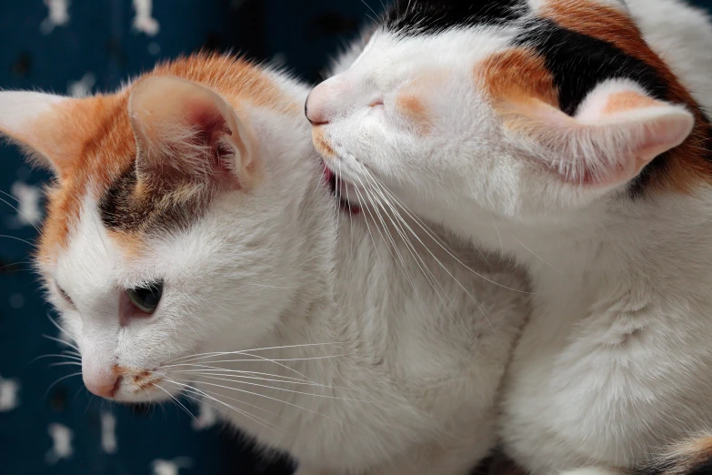 a white and orange cat is touching its head