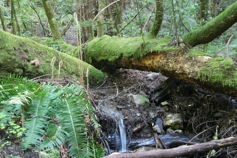 a close - up view of a large moss covered tree log with a creek running underneath it