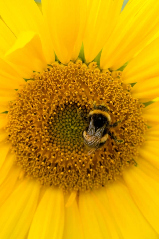 a bee sits in the middle of a sunflower