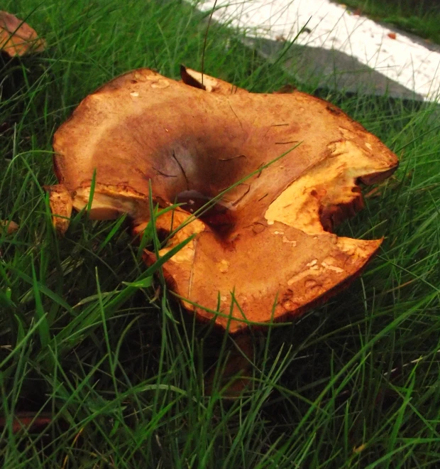 a mushroom sits on the ground in the grass