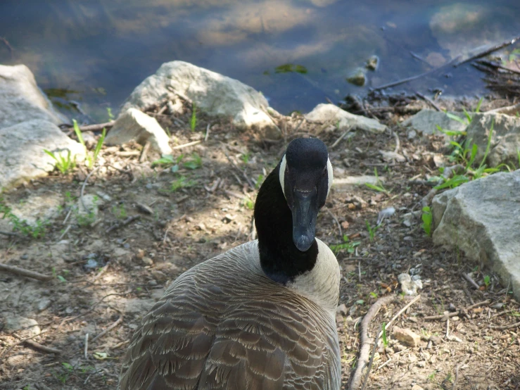 a close up of a duck by a pond