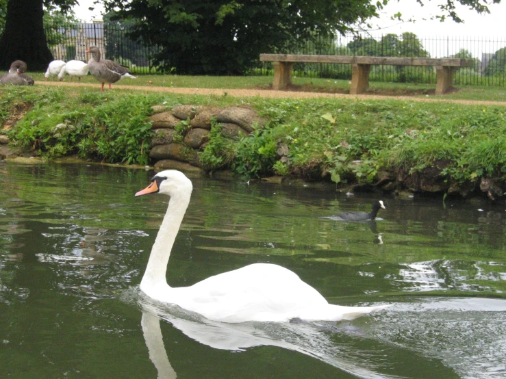 a white swan swimming in the water and ducks behind