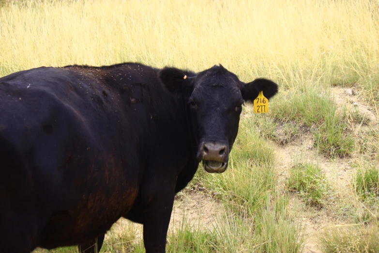 a black cow stands in the middle of a grassy field