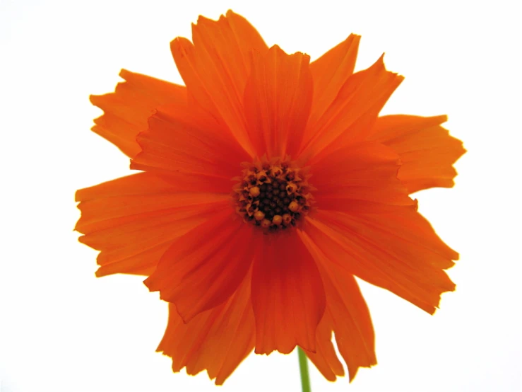 a bright orange flower on a white background
