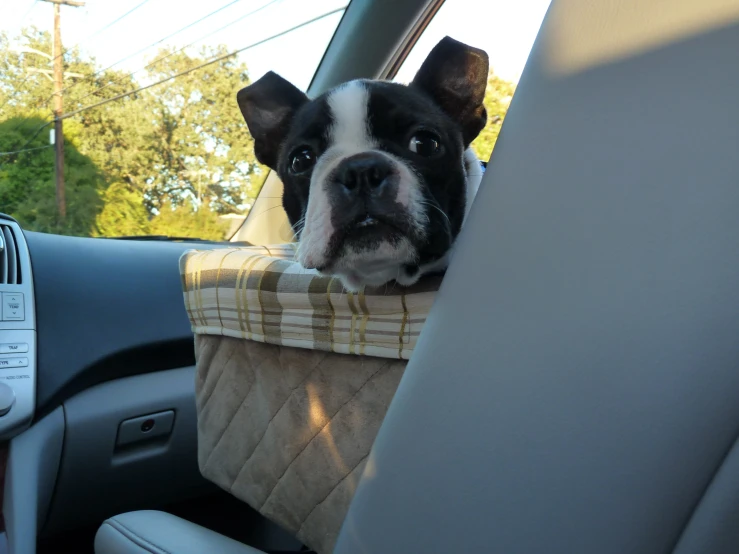 a black and white dog sitting in the passenger seat