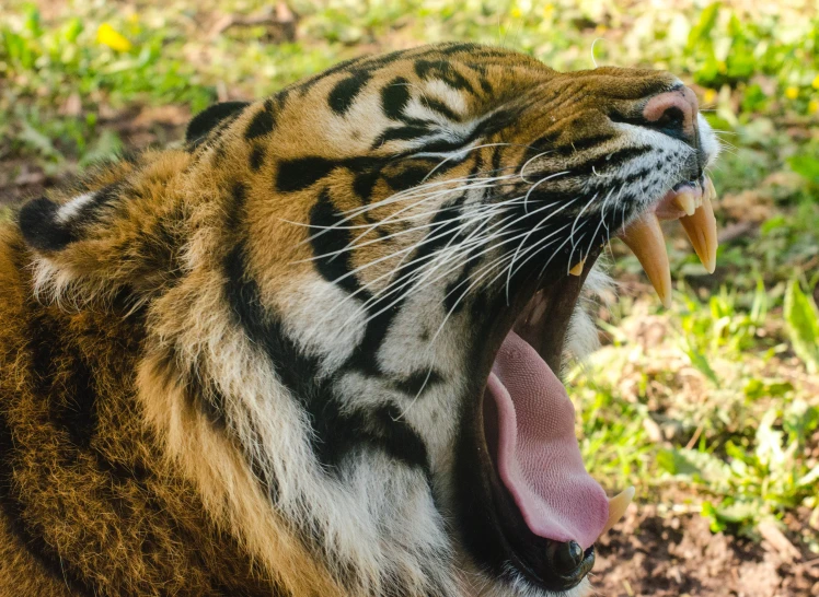 a tiger growling with its mouth open, with his teeth wide open